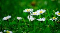 daisy