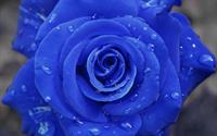 blue-rose