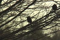 sparrow