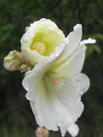 a marshmallow flower