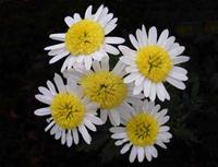 مجتبیامینی