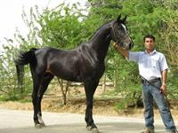 zobin esmeshe asbe kors