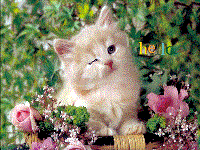 pishi