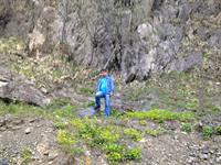 masule gilan 11390
