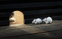 guard-cat
