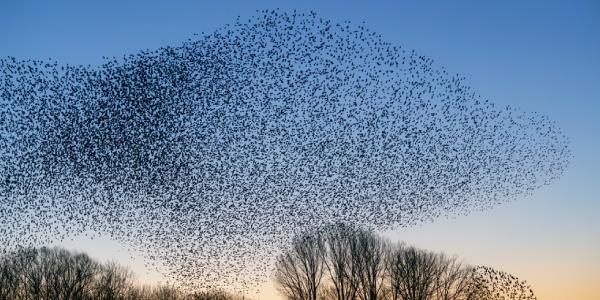 مخاطبان رضا عطاران دو برابر بهرام افشاری شدند
