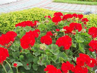 ازدواج موقت