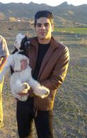 behzad