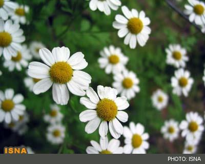 بابونه؛ شفابخش مشکلات پوستی 