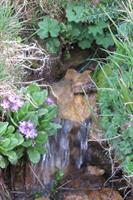 a little source in khalkhaal_asaalem in spring