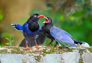 به عنوان وظیفه ملی و دینی عضو بشین