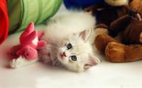 cute pets