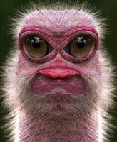  in che mojodi ast???????!