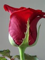 this is for you