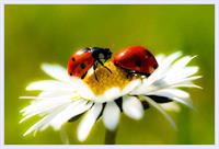 lady-bird-valentin