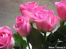 amirmasoud - roohnavaz