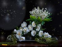 roze sefid