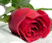 خواستم يه خسته نباشيد بگم دمت گرم
