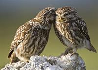 owl