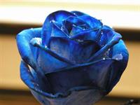 عاشقانه