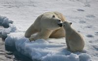 polar