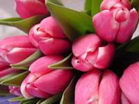 spring flowers