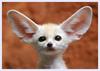 fennec-fox-floridapfe