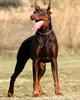 doberman