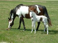 horse