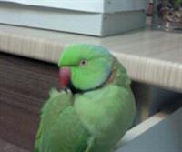 bachame tinaaaame