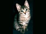 pishi