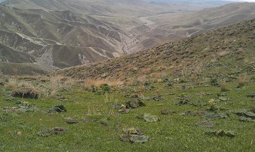 شرکت دادلی بال مئشین