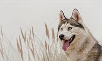 a lovly wolf