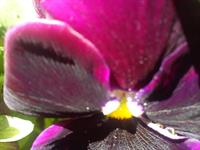 pictuer by my mob hn 1390 ....k970 sony ericsson