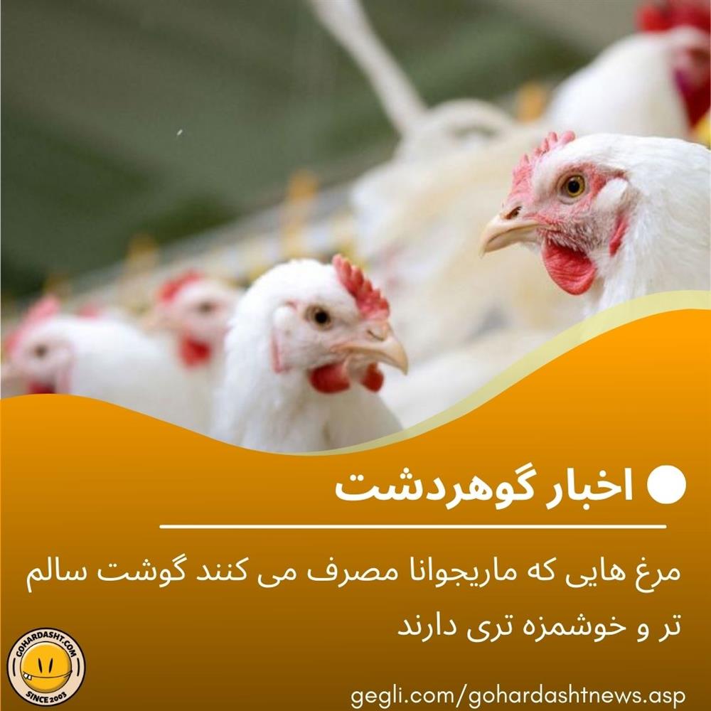 مرغ هایی که ماریجوانا مصرف می کنند گوشت سالم تر و خوشمزه تری دارند