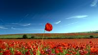 red-rose
