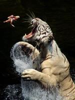 به دنبال یه لقمه نون