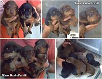 doberman