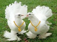 khobe
