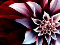 تقدیم به شما من برای ازدواج ثبت نام کردم نه دوستی
