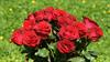roses