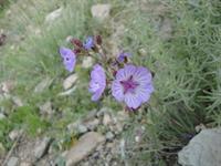 آتش کوه