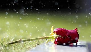 من از ترانه باران 