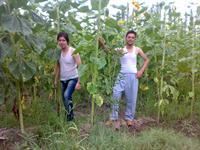 aa