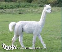 ا