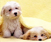 peyda kardan hamedaniha