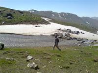 jangal veysar