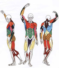 افتادگی شانه