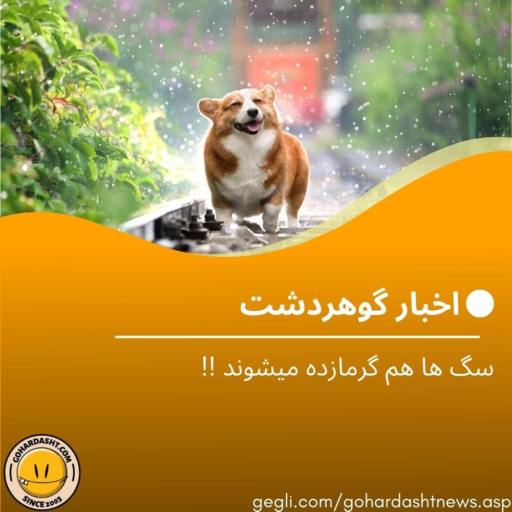 سگ ها هم گرما زده میشوند