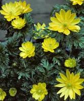 آراد آمایشگران آدونیسآقای زمانی